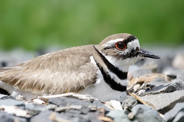 Rotwild (charadrius vociferus) auf einem Nest — Stockfoto