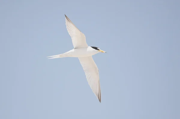Federally Endangered Least Tern — Stock Photo, Image