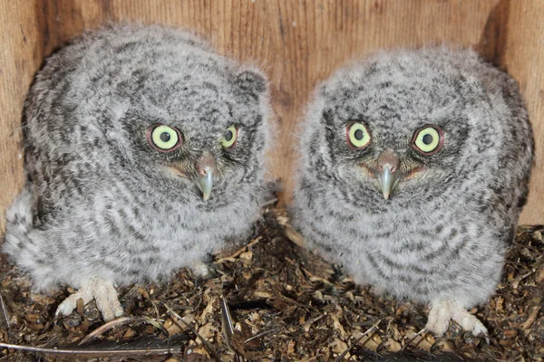 Orientale Screech-Owl Pulcini — Foto Stock