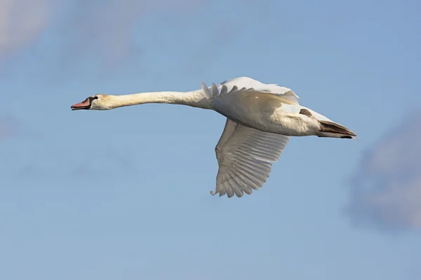 Mute Swan (Cygnus olor) In Flight — Stock Photo, Image