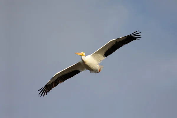 Pélican blanc d'Amérique — Photo