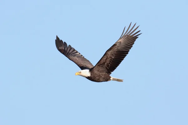 Ενηλίκων Bald Eagle (Haliaeetus leucocephalus) — Φωτογραφία Αρχείου