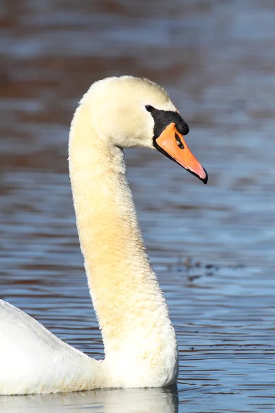 Mute Swan (Cygnus olor) — Stock Photo, Image