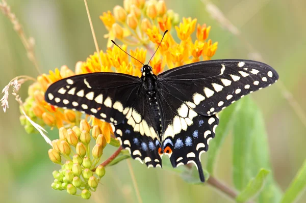 Czarny swallowtail motyl — Zdjęcie stockowe