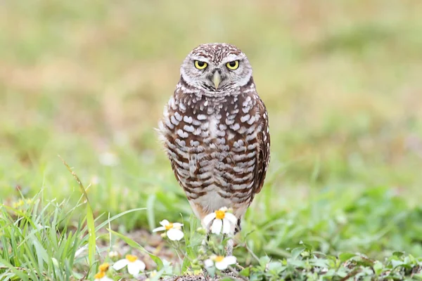 Burrowing Owl (athene cunicularia) — Stock Photo, Image