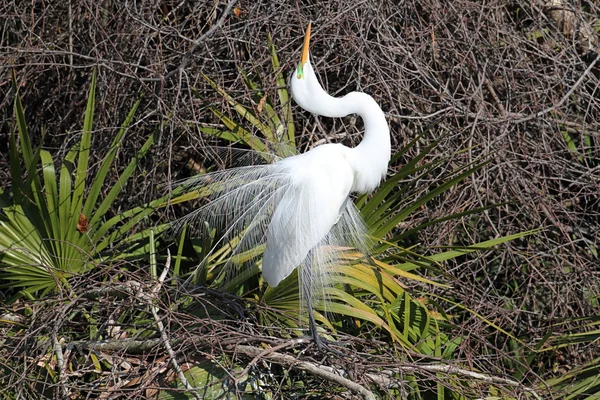 Grande exibição de reprodução de Egret — Fotografia de Stock