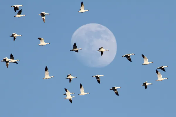 Sneeuw ganzen met maan — Stockfoto