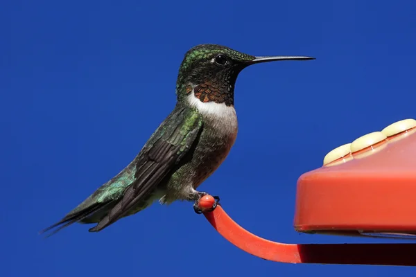 Ruby-throated Hummingbird — Stock Photo, Image
