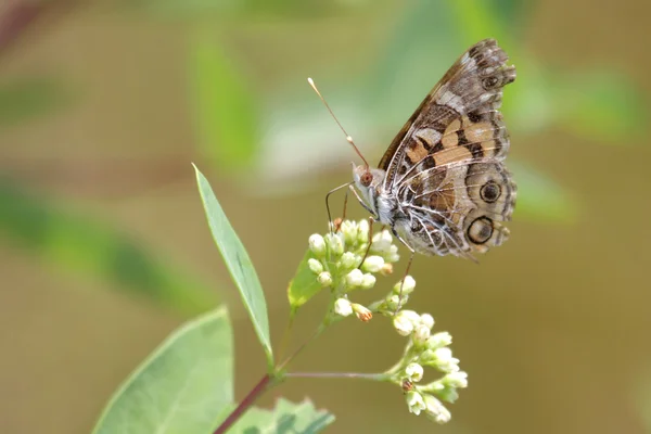 American Painted Lady Butterfly — Stock Photo, Image
