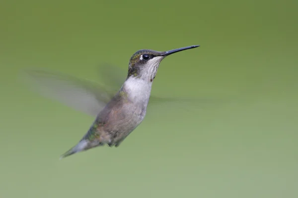 Ruby - Vitstrupig hummingbird — Stockfoto