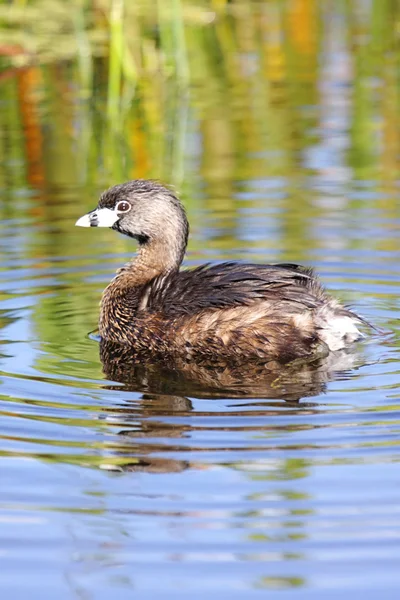 Pied-billed Grebe — Stock Photo, Image