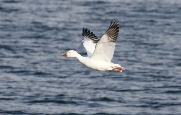 Snow Goose In Flight — Stock Photo, Image