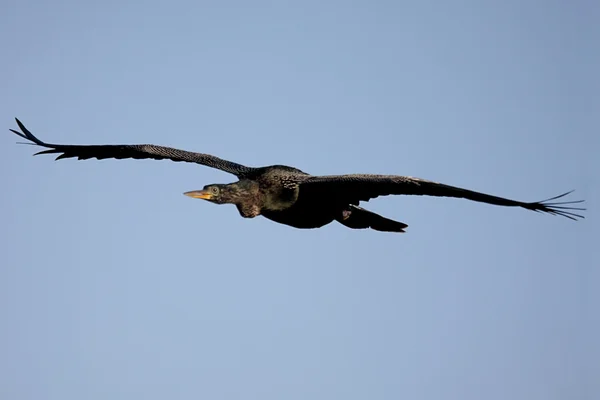 비행 anhinga — 스톡 사진