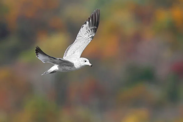 Кольцевая чайка осенью — стоковое фото