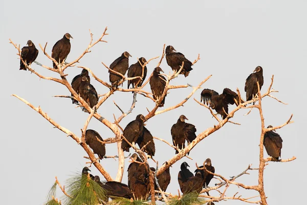 stock image Flock of Black Vultures