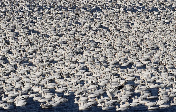 Стая снежных гусей — стоковое фото