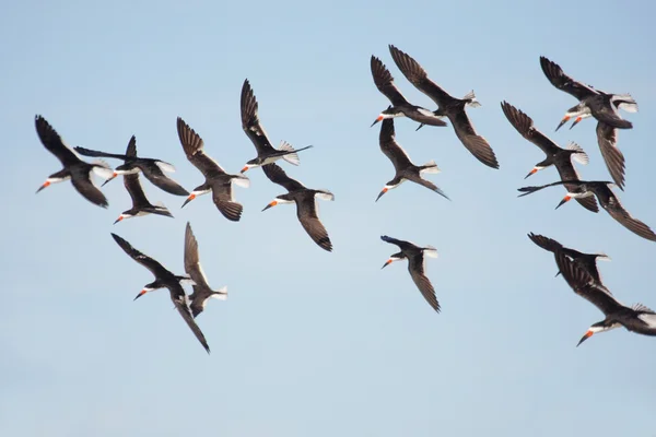 Siyah skimmers uçuş sürüsü — Stok fotoğraf