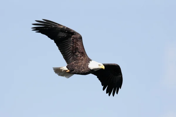 Adult Bald Eagle (haliaeetus leucocephalus) — Stock Photo, Image