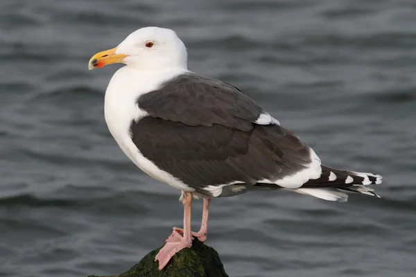 Maior black-backed gull pelo oceano — Fotografia de Stock