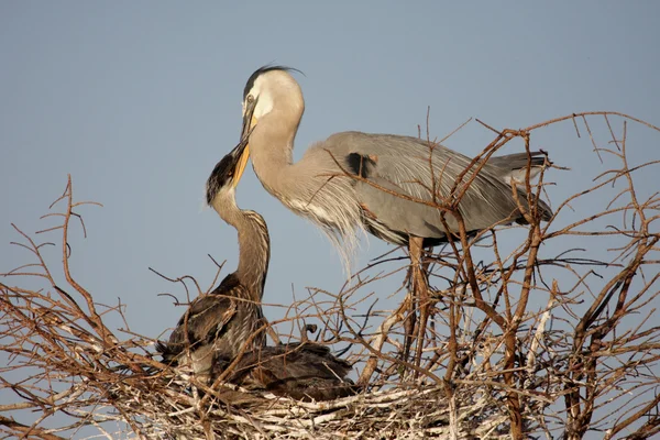 Plameňák růžový krmení miminka — Stock fotografie