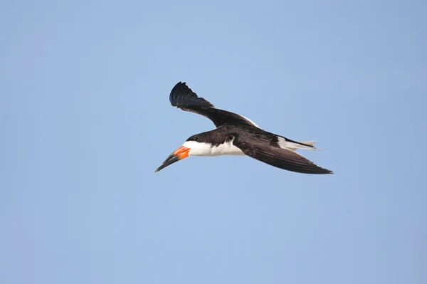 Black Skimmer uçuyor — Stok fotoğraf
