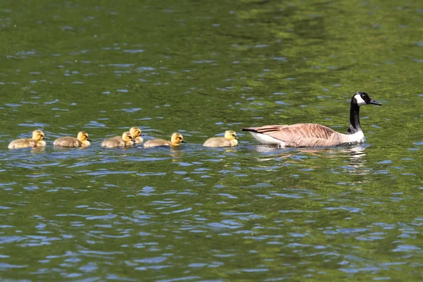 Canada Goose (Branta canadensis) with Babies