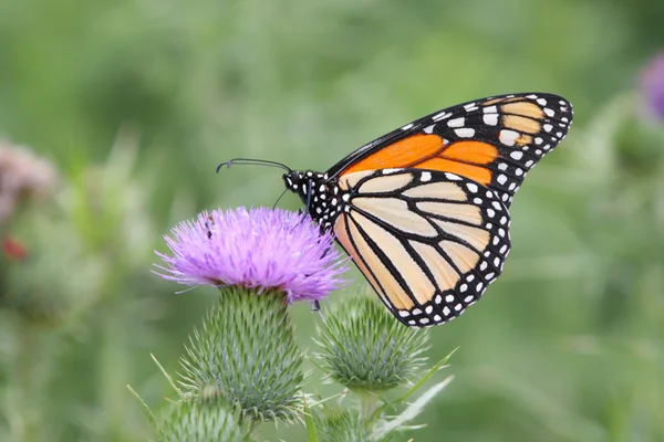 Motyl monarcha (danaus plexippus)) — Zdjęcie stockowe