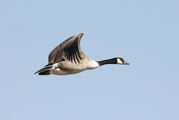 Canada Goose (branta canadensis) in volo — Foto Stock