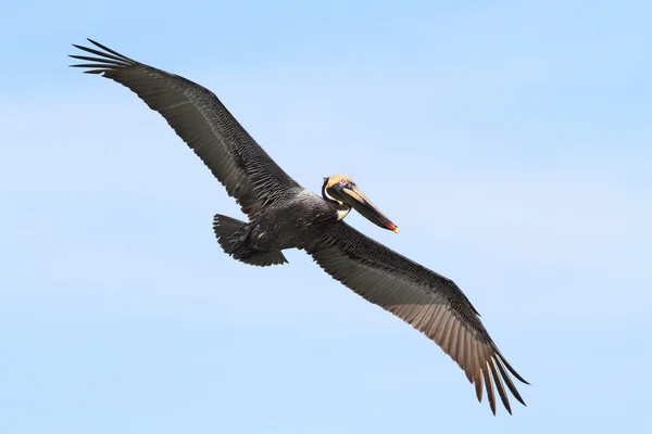 Brown Pelican In Flight — Stock Photo, Image