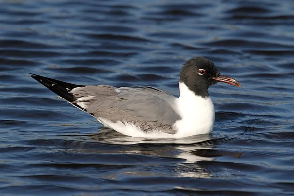 Laughing Gull By The Ocean — Stock Photo, Image
