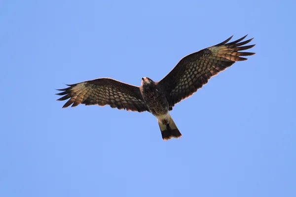 Bedreigde vrouwelijke slak kite — Stockfoto