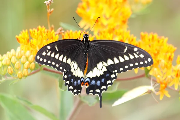 Farfalla coda di rondine nera — Foto Stock