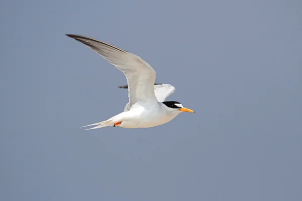 Federal ally Endangered Least Tern — стоковое фото
