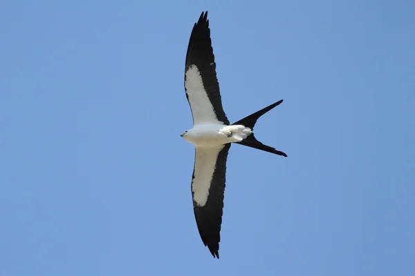 Swallow-tailed Kite — Stock Photo, Image