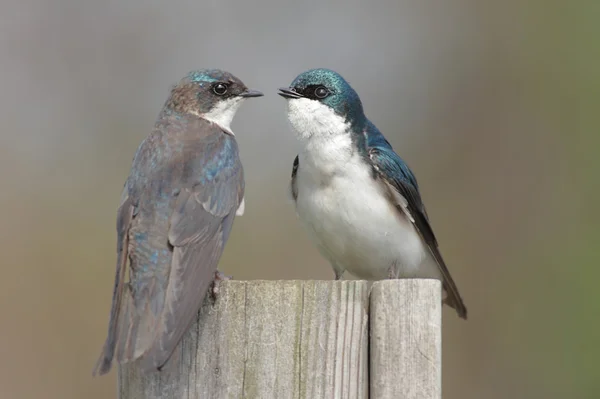 Pair of Tree Swallows on a stump — Stock Photo, Image