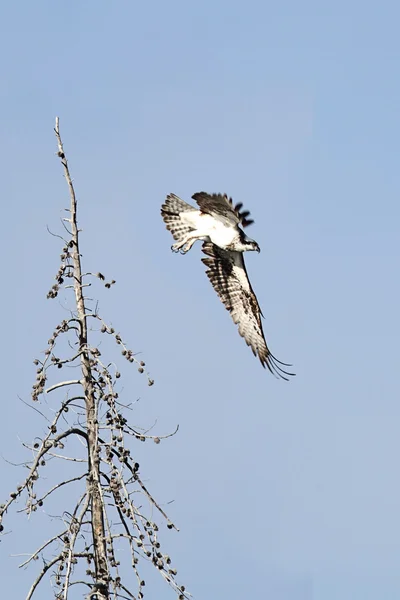 Flétan Balbuzard Pandion — Photo