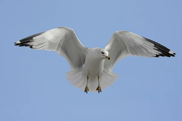 Ring-billed Gull — Stock Photo, Image