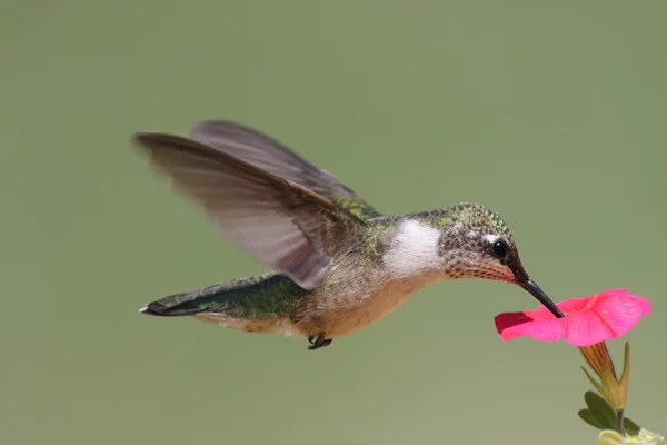 Młodzieńcze Ruby - throated Hummingbird (Avibase) — Zdjęcie stockowe