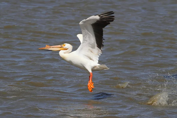 Amerikaanse witte pelikaan — Stockfoto