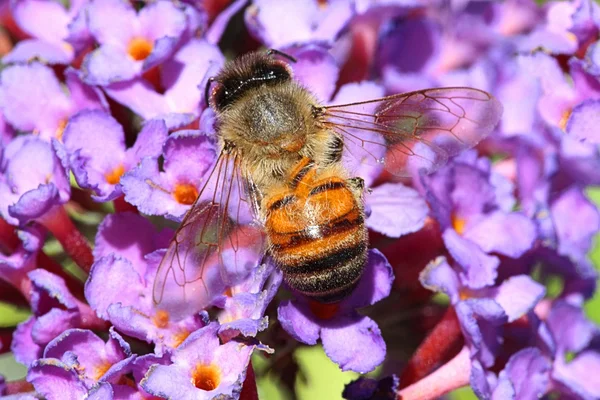 Stock image Honey Bee