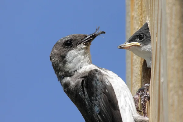 母树燕子喂养婴儿 — 图库照片