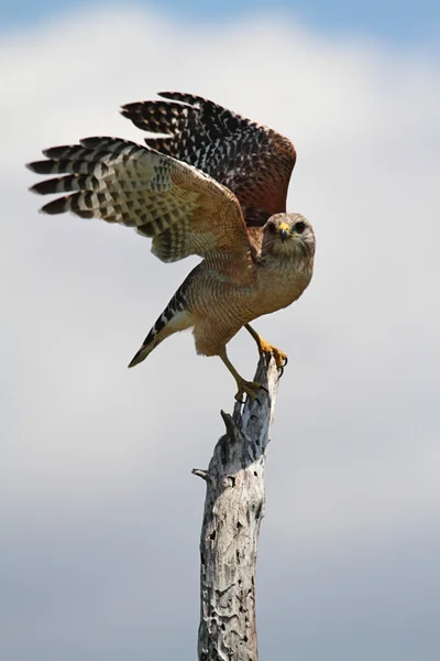 Red-shouldered Hawk (Buteo lineatus) — Stock Photo, Image