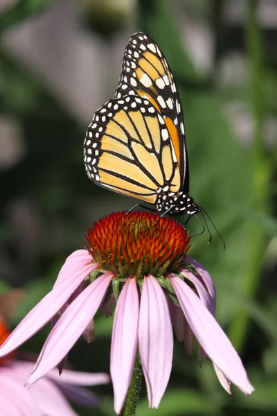 Monarch vlinder (danaus plexippus)) — Stockfoto