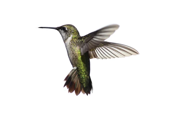 Elszigetelt ruby torkú hummingbird — Stock Fotó