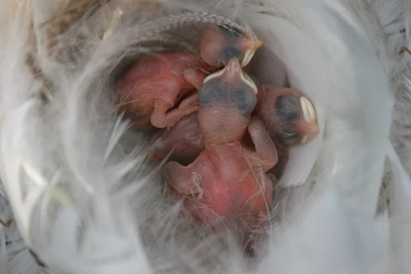Uccellini in un nido — Foto Stock