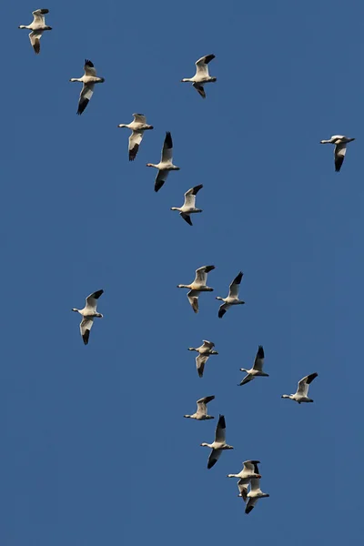 Kar Kazları uçuyor — Stok fotoğraf
