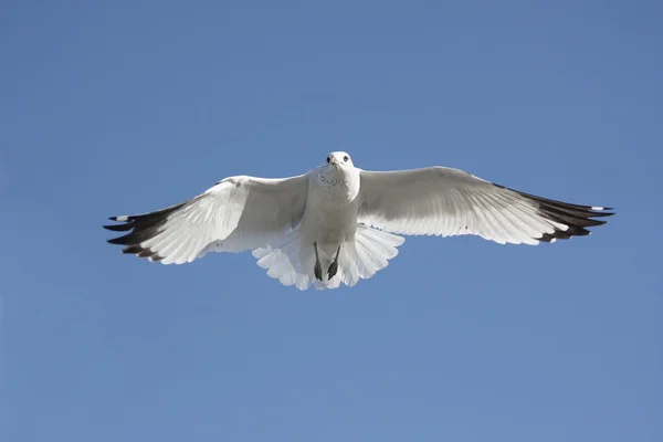 Ring-billed Gull — Stock Photo, Image