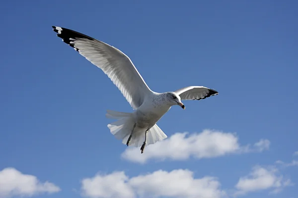 Gull In Flight — Stock Photo, Image
