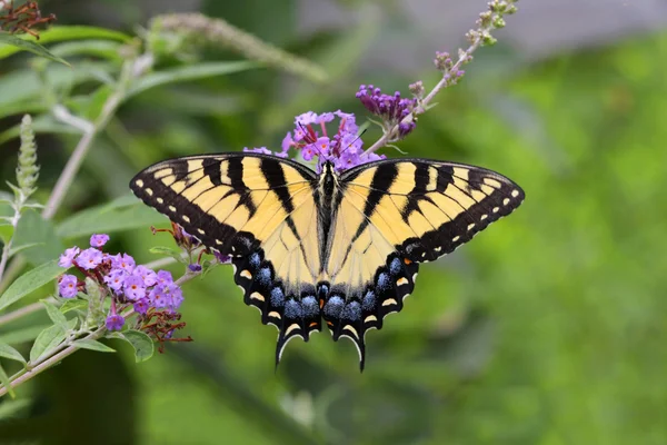 Borboleta de rabo de andorinha de tigre (Papilio glaucas ) — Fotografia de Stock