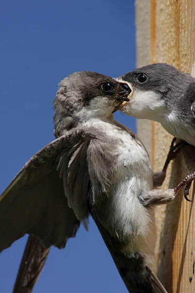 母树燕子喂养婴儿 — 图库照片